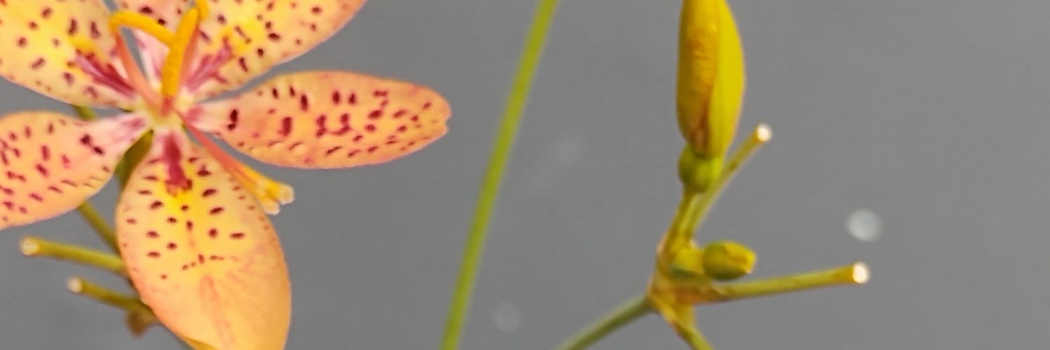 maripaiva's profile banner image