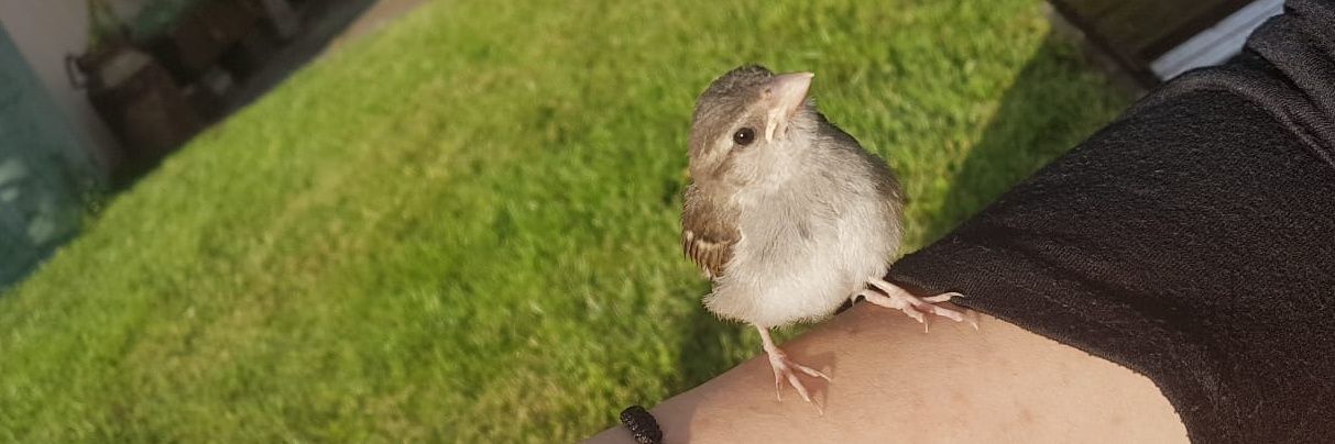 SmolBirbEmil's profile banner image