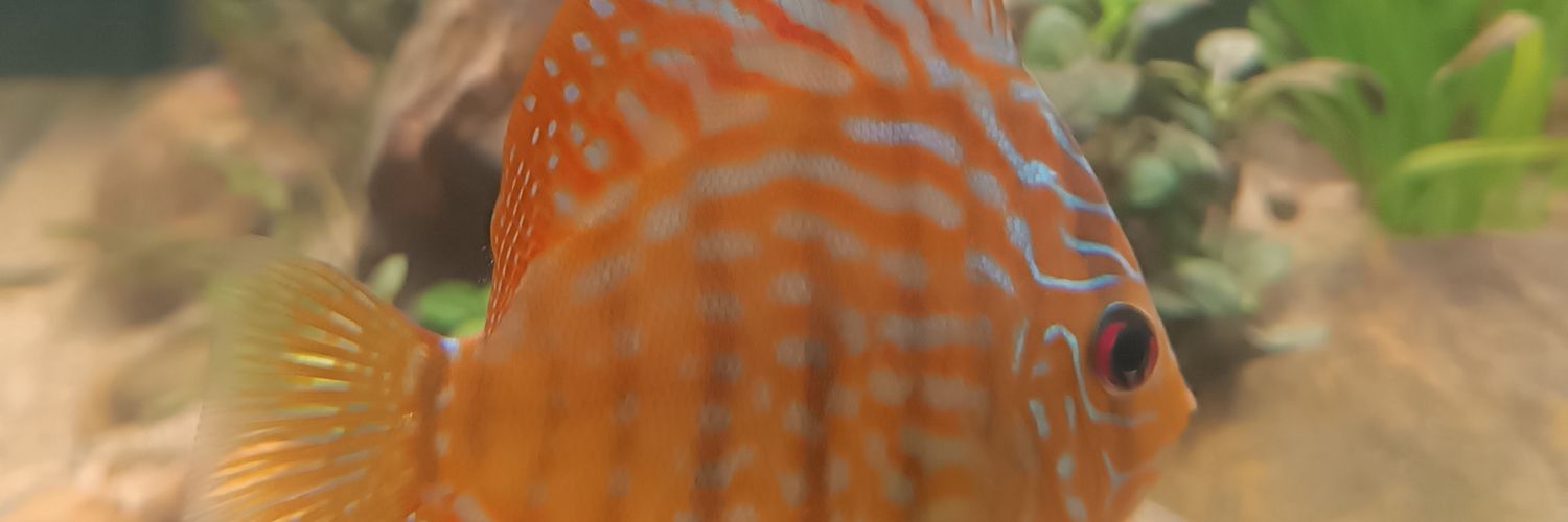 Zervass's profile banner image