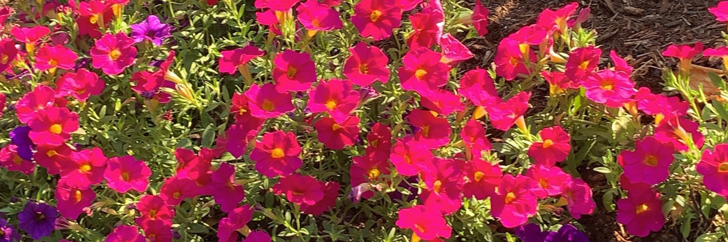 LisaMarie514's profile banner image