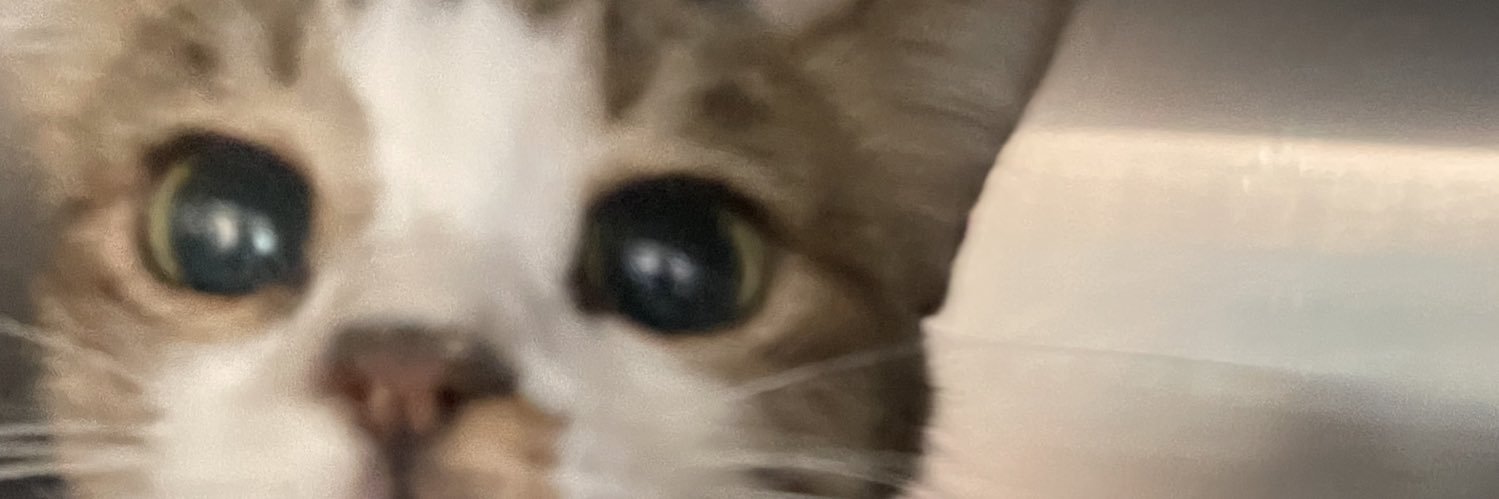 The.cat.side.qatar banner