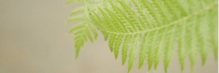 cindy secula banner
