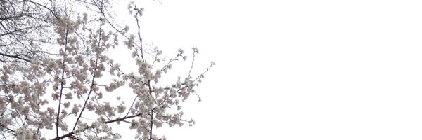 mariaudavis Profile Banner