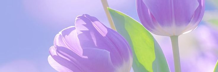 elmahfal's profile banner image