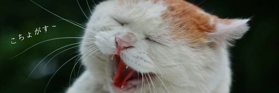 spaliermaster26's profile banner image