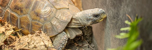 TwoTurtleTom Profile Banner