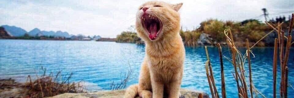 cutecatisland's profile banner image