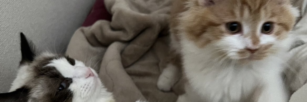 もふもふ banner