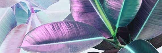 luciedelplanque's profile banner image