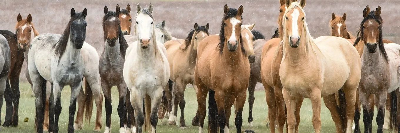 Joni🐴Skibo's banner