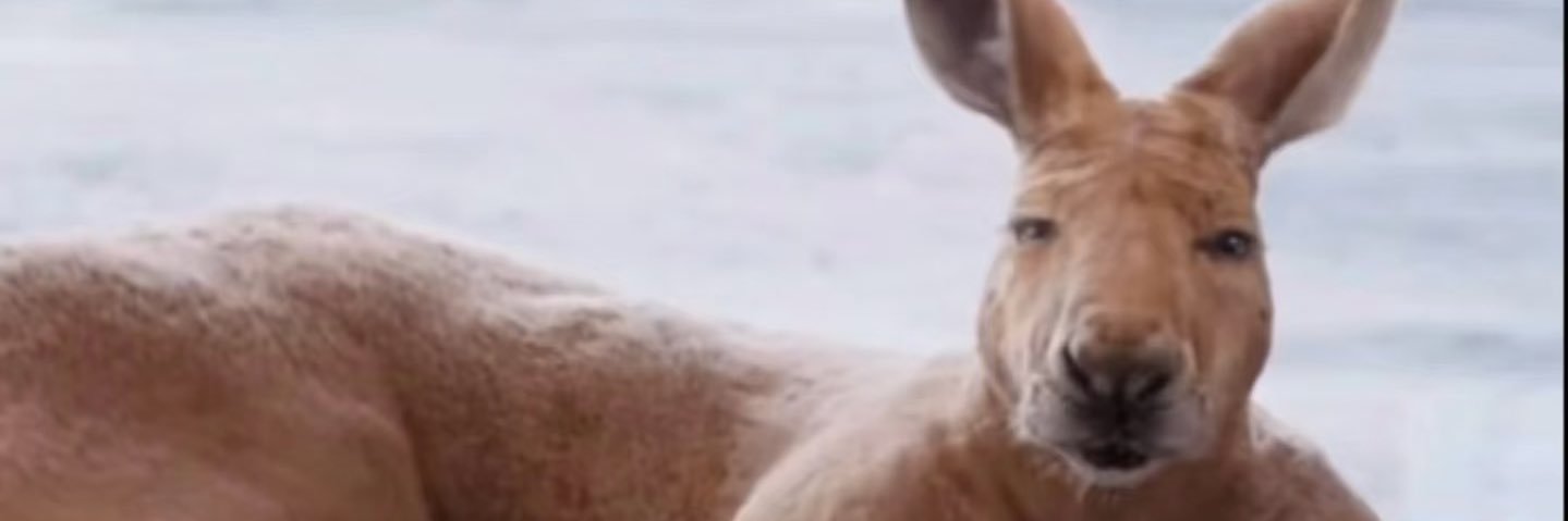 刚子公主_ banner