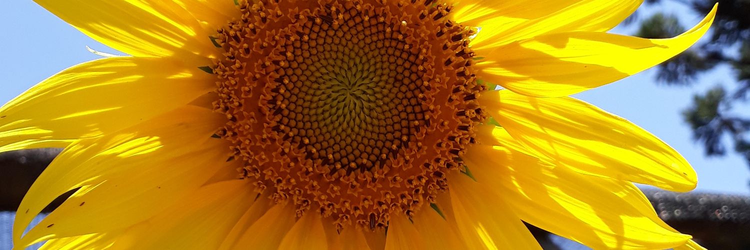 Lisi_Olsen's profile banner image