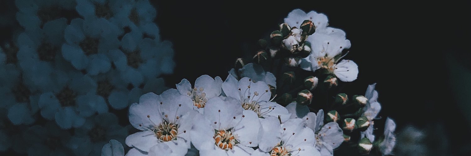 🐝 banner