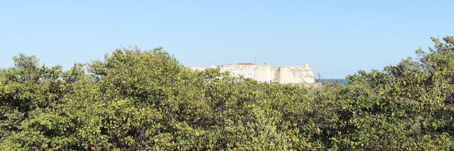 coêlho banner