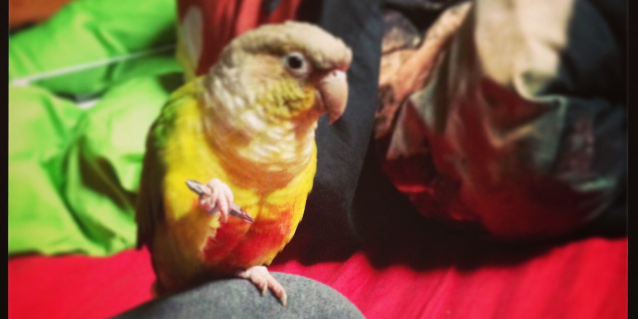 Constantin Jacob banner