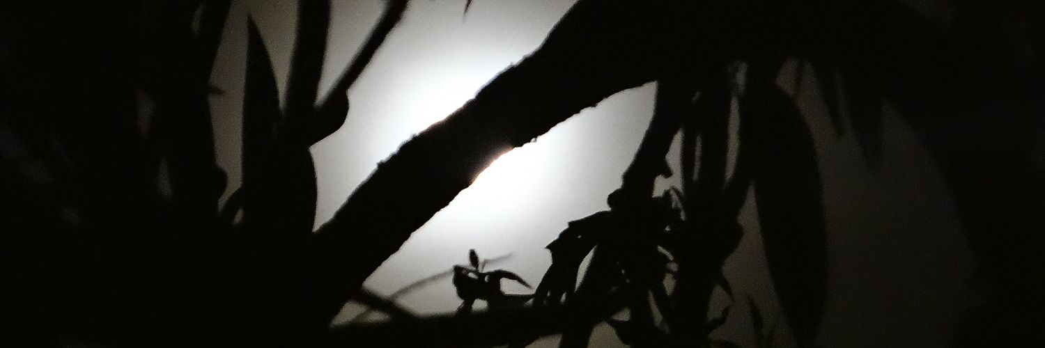 danielfelpe's profile banner image