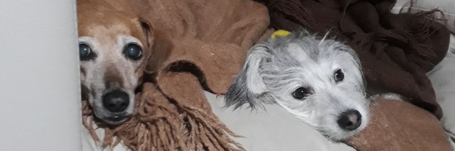 NuubiPachetti's profile banner image