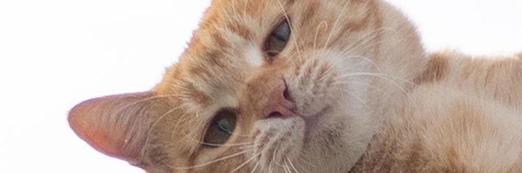 purupurumaeda's profile banner image