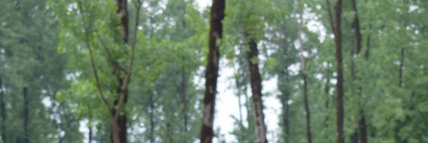 Ali, Emerson, Lake & Palmer banner