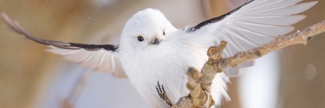 오늘도 월급루팡 𝕏-아미닥 banner