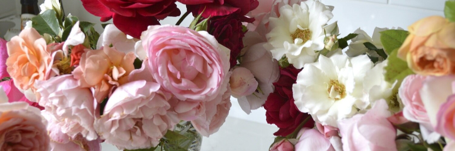 talei_cm's profile banner image