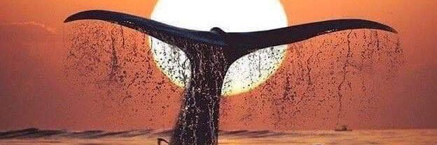 Fernando Cantón banner