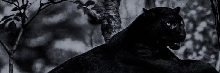 ᅠ ᅠ banner