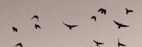 INACTIVE || Wilbur as birds Profile Banner