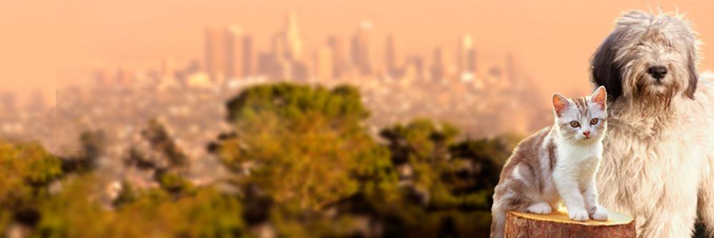 AandOforAnimals's profile banner image