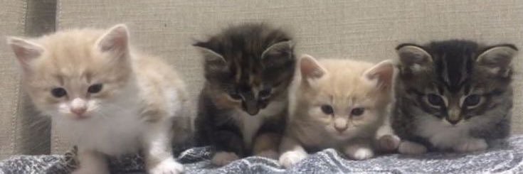 ✿ banner