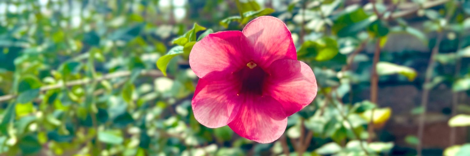 reemakhendry's profile banner image