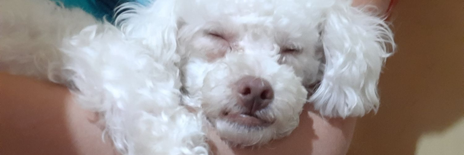 Lauracameloo's profile banner image