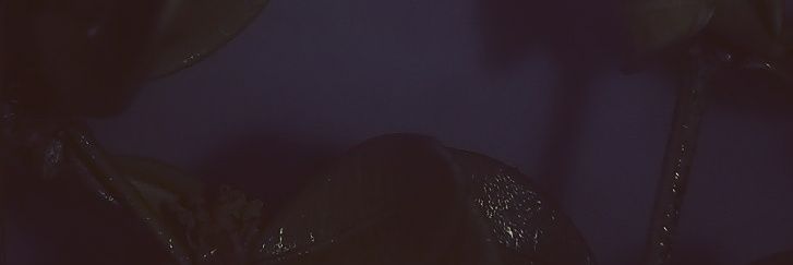 dyewindh's profile banner image