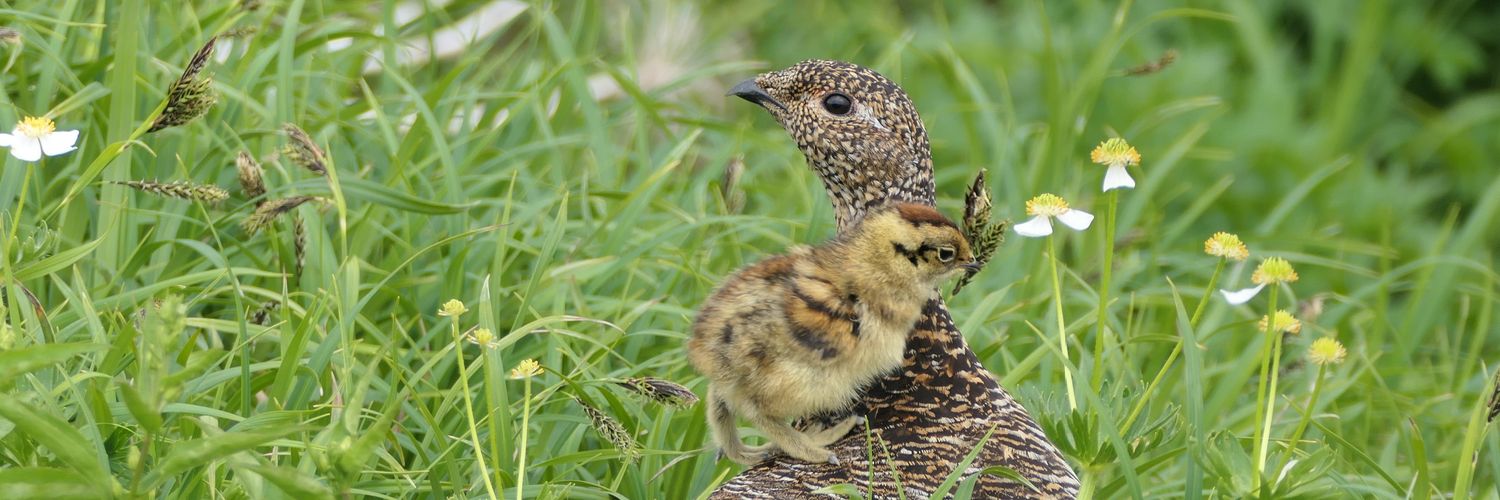 動物繁殖研 banner