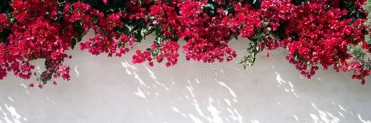 لـولـوهـ banner