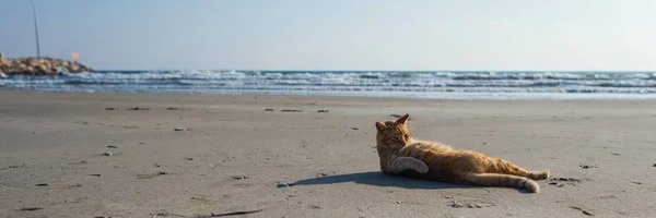 Perfect Player banner