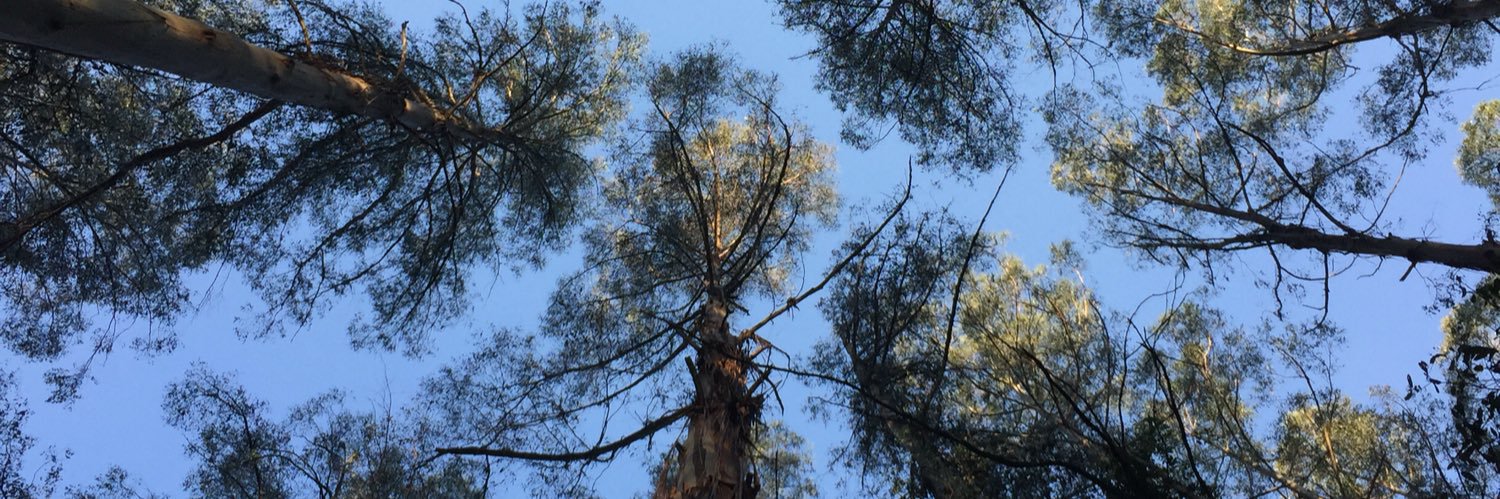 WildernessVIC's profile banner image