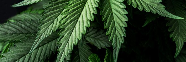 mrniceguysdc12 Profile Banner