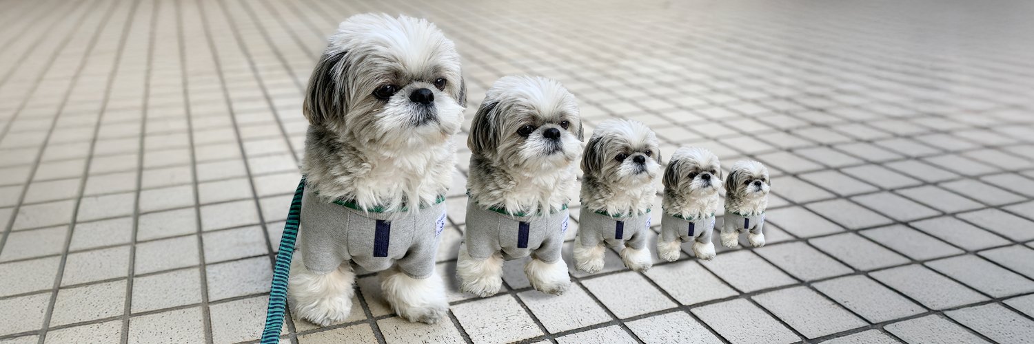 シーズー犬あうんのてんぽ【公式】AUN🇯🇵 banner