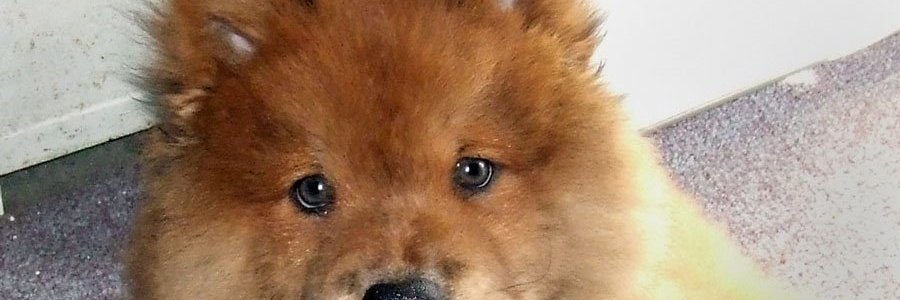 Inggabrielsosa's profile banner image