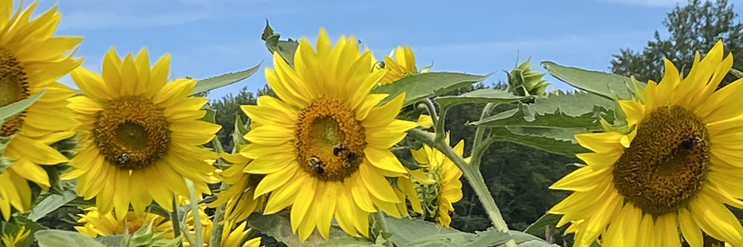 AfTranch's profile banner image