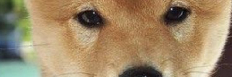 みつコロ😺🐶🦊 banner