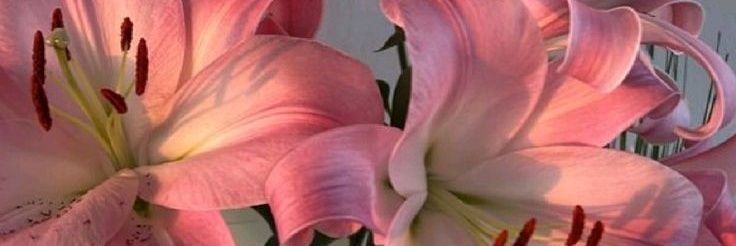 raudhauraa's profile banner image