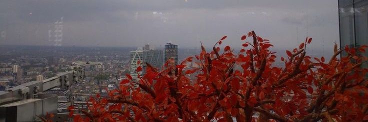 WY . banner