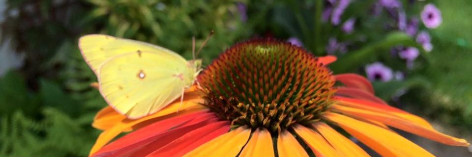 Valerie Baxter banner
