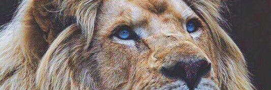 amandalampert's profile banner image