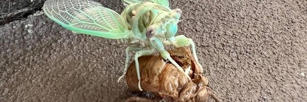 BallisticSnail Profile Banner