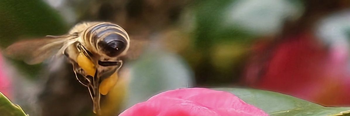 CheeseAcresFarm's profile banner image