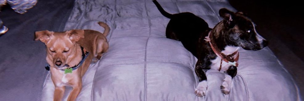 goosesnroonbae's profile banner image