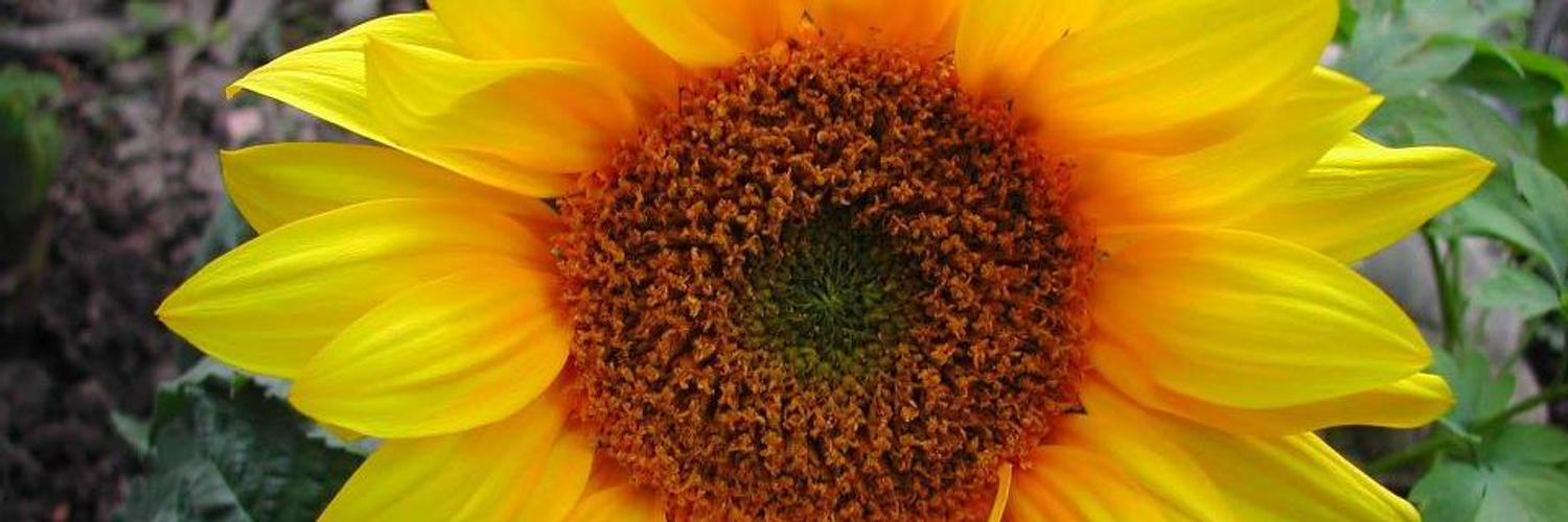 gabysarri's profile banner image